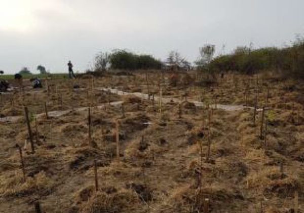 Dobrovoľn&iacute;ci sadili les