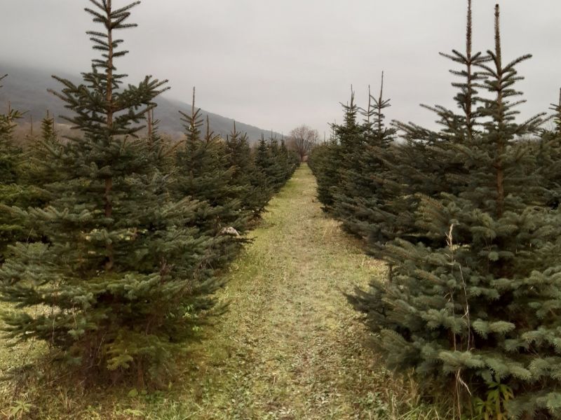 Vianočné stromčeky z produkcie štátneho podniku LESY SR 