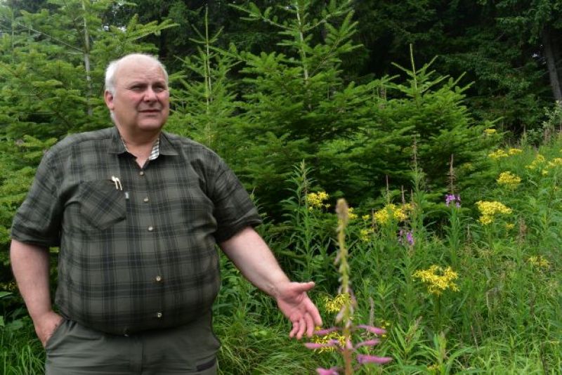 Ing. Pavol Iždinský pri skupinovej výsadbe jedle a smreka na obnovených kalamitných plochách