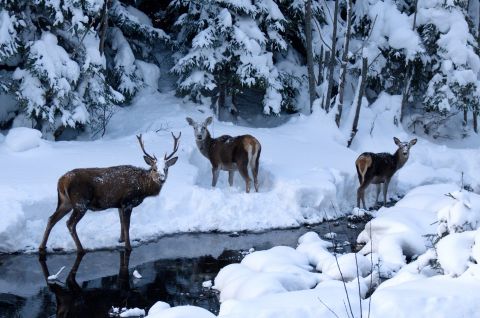 Tatranskí lesníci sa v zime starajú o zver