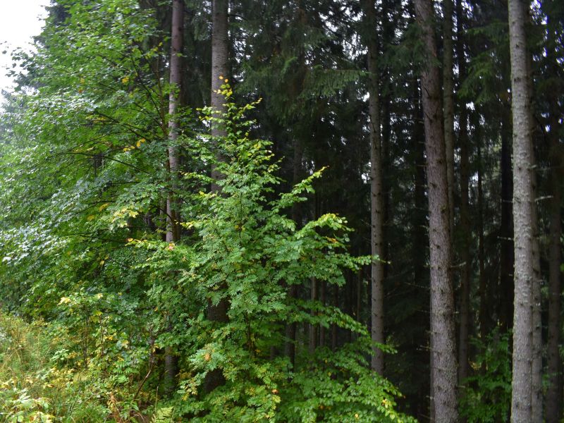 Ilustračné foto: Jozef Marko 