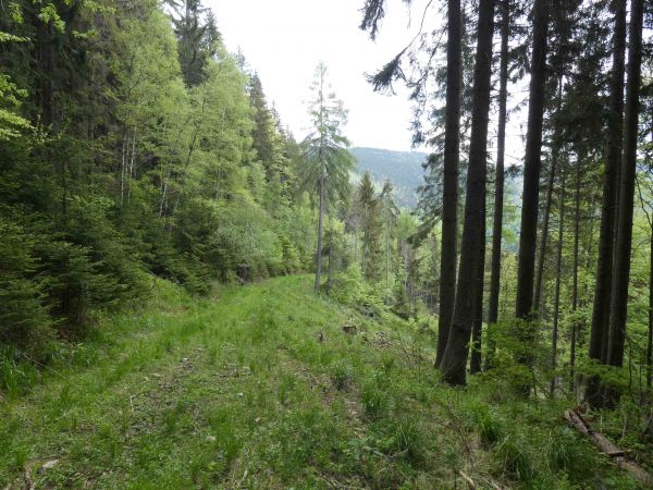 Ilustračn&eacute; foto: arch&iacute;v Lesmedium.sk 