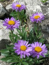 Astra alp&iacute;nska v TANAP-e