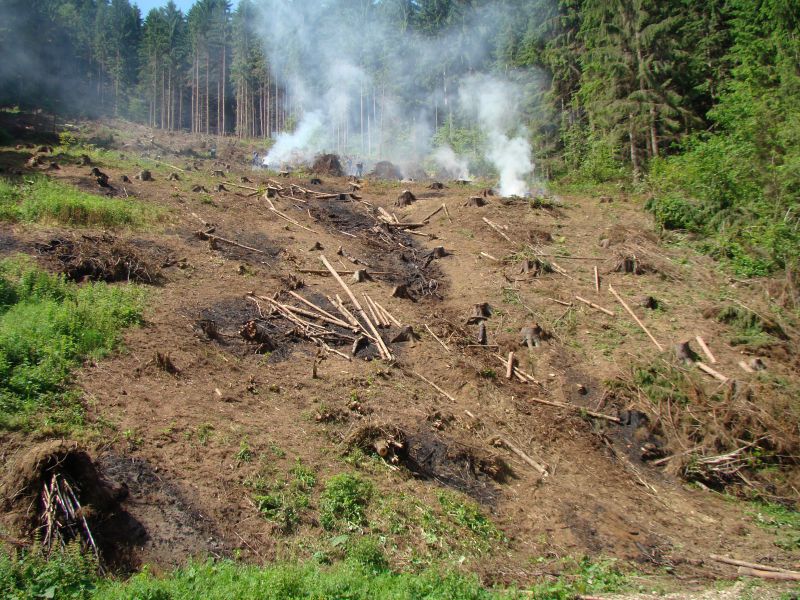 V horúčavách pozor, aby nehoreli lesy!