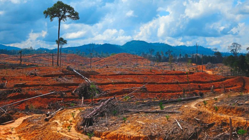 Odlesňovanie dažďového pralesa v Indonézii