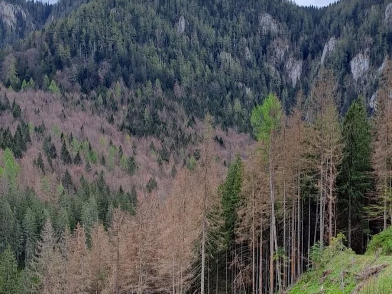 Foto: Ing. Cyril Bábeľa st. 