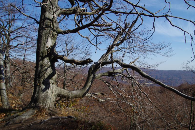 Bukové lesy v Poloninách 