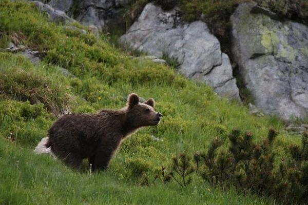 Ilustračné foto: Ing. Pavol Lenko 