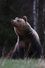 Medveď hned&yacute;