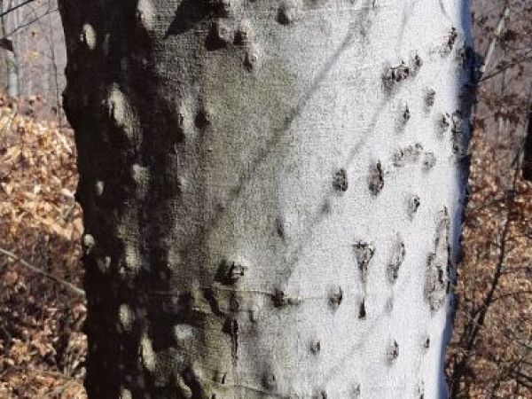 Buk napadnut&yacute; lykožr&uacute;tom bukov&yacute;m