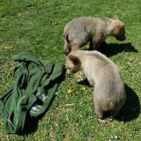 Ilustračn&eacute; foto: Internetov&aacute; str&aacute;nka Z&aacute;sahov&eacute;ho t&iacute;mu &Scaron;OP SR pre medveďa hned&eacute;ho 