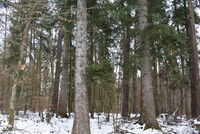 Ilustračné foto Jozef Marko