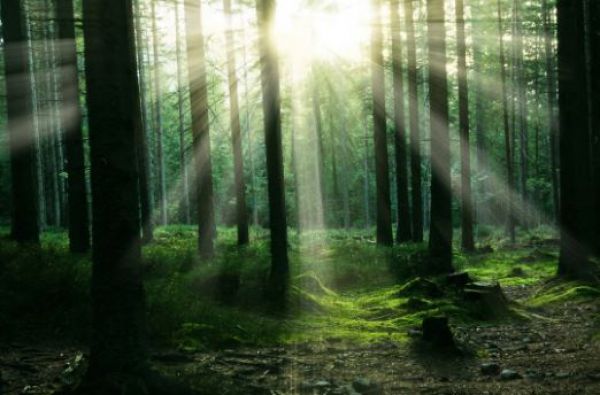 Eur&oacute;pska lesn&iacute;cka politika sa rob&iacute; v Bratislave