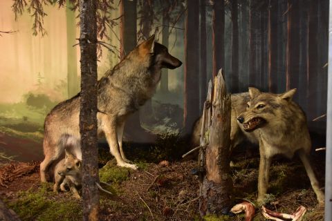 Dioráma s vlkmi v Múzeu TANAP-u v Tatranskej Lomnici