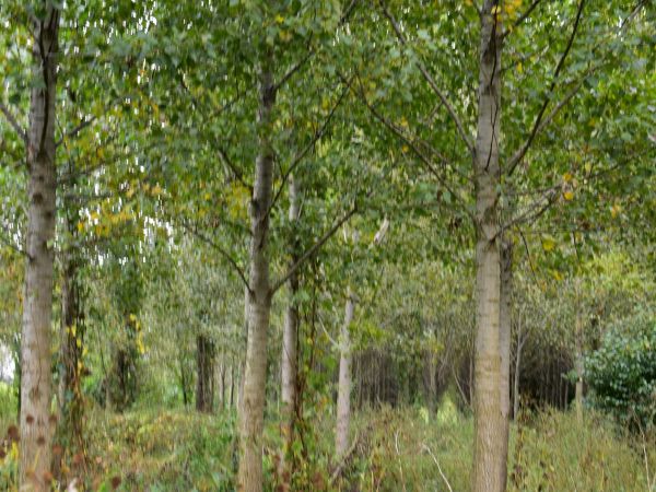 Ilustračné foto: Jozef Marko 