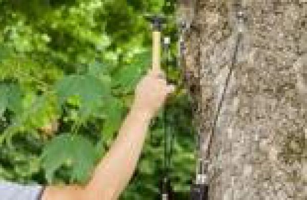 Stromy vy&scaron;etruj&uacute; bez vŕtania