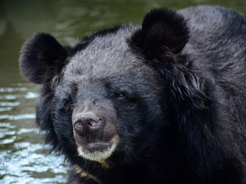 Ázijský čierny medveď 