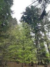 Mozaikov&aacute; &scaron;trukt&uacute;ra bukovo-jedľov&eacute;ho porastu v časovom diapoz&oacute;ne prestavby 20 rokov bez v&yacute;znamn&eacute;ho vplyvu raticovej zveri 