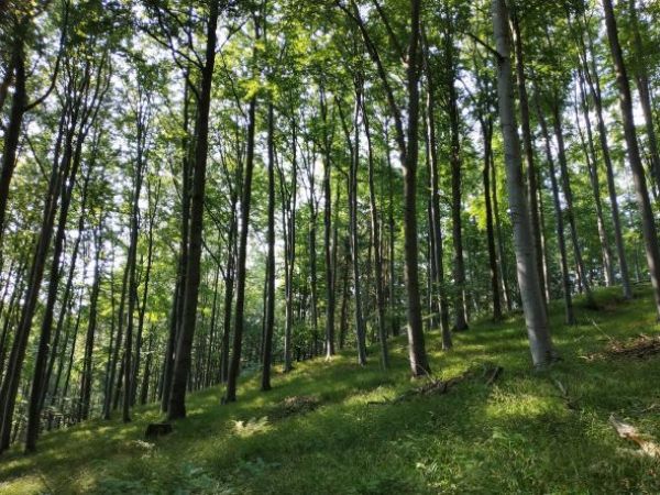 Ilustračn&eacute; foto: arch&iacute;v Lesmedium.sk 