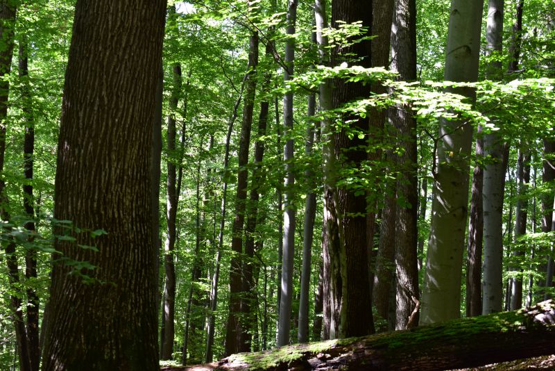 Ilustračné foto Jozef Marko