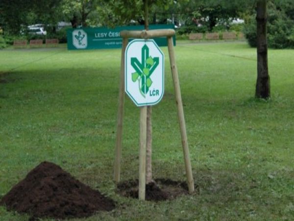 Ilustračn&eacute; foto: internetov&aacute; str&aacute;nka Lesy ČR 