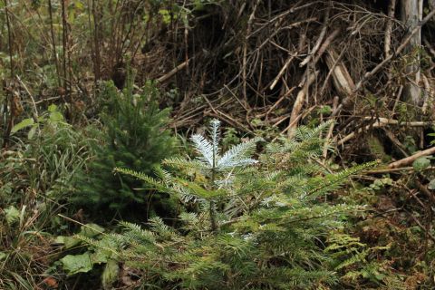 Zdroj: FB stránka NLC  