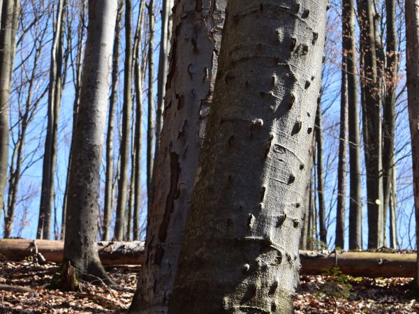 Stromy napadnuté lykožrútom bukovým 