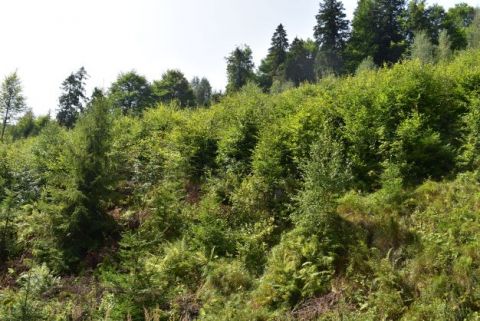 Ilustračné foto: Jozef Marko 