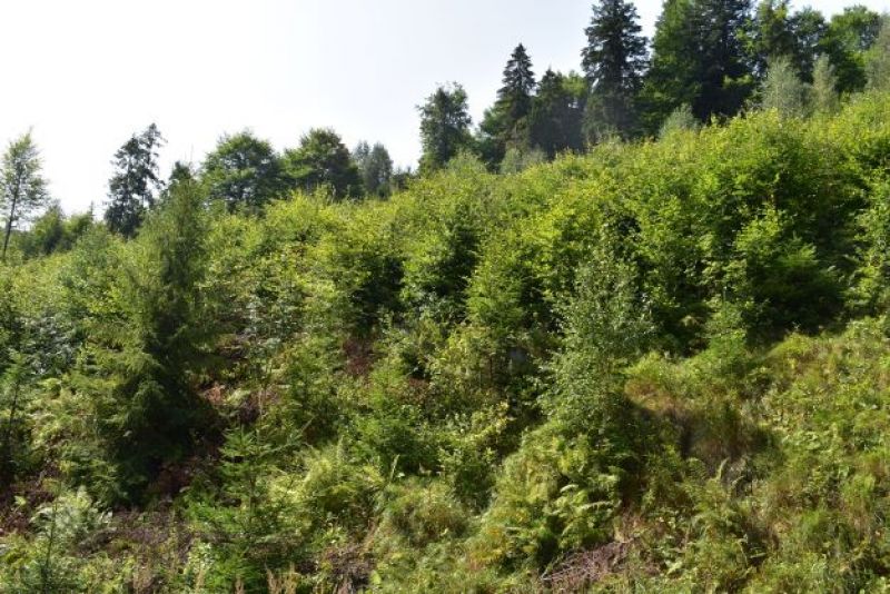 Ilustračné foto: Jozef Marko 