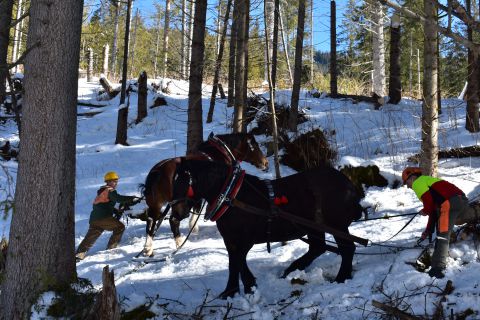 Chlapi z Lendaku so svojimi koňmi pri náročnej práci v lese
