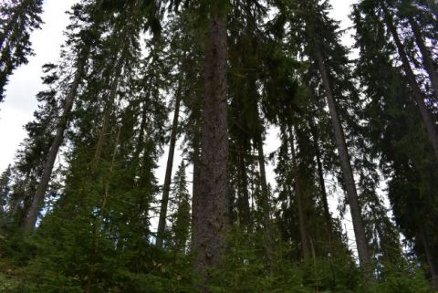 Smrečiny v Národnom parku Muránska planina 