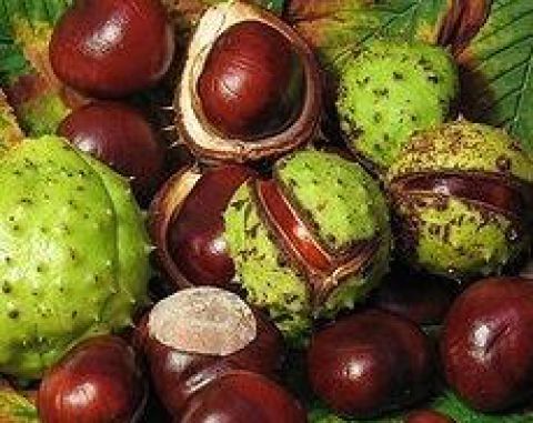 Pagaštany sú liečivé symboly jesene