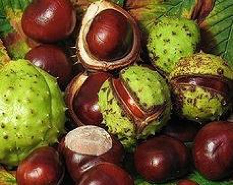 Pagaštany sú liečivé symboly jesene