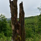 Ilustračn&eacute; foto Jozef Marko