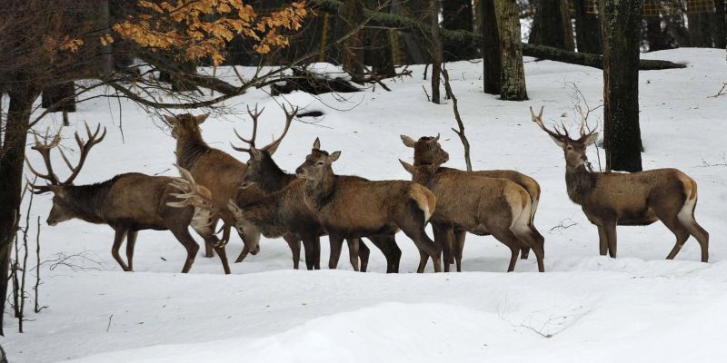 Foto vysokej zveri Ing. Ján Nôžka 