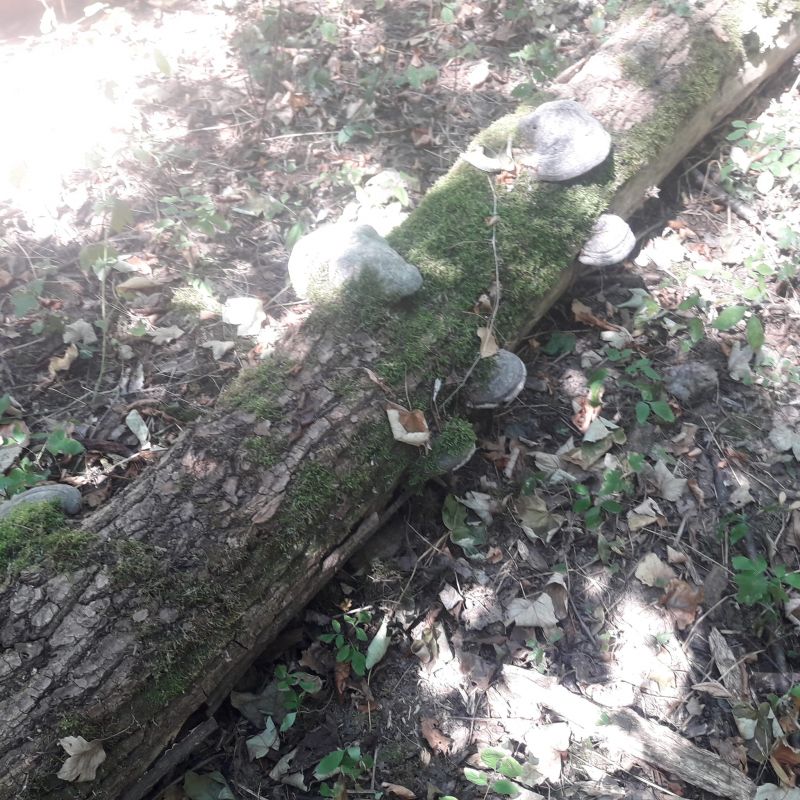 Ilustračné foto: Ing. Dušan Mikuš 