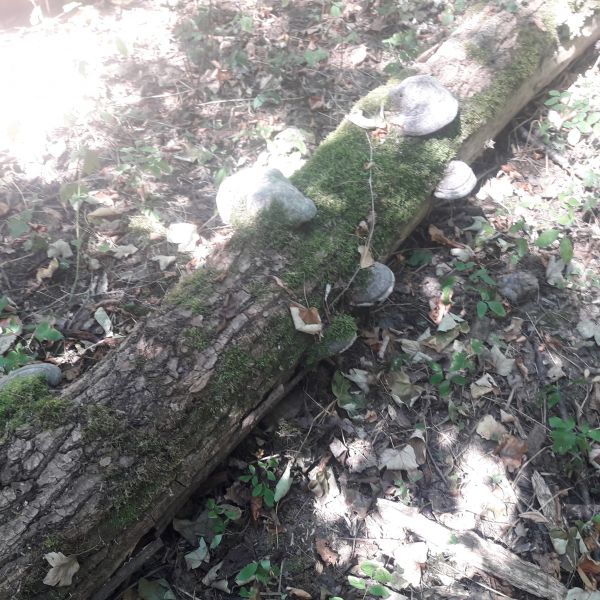 Ilustračné foto: Ing. Dušan Mikuš 