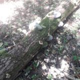 Ilustračné foto: Ing. Dušan Mikuš 