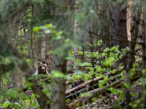 Fotografia medveďa od Michala Kováča