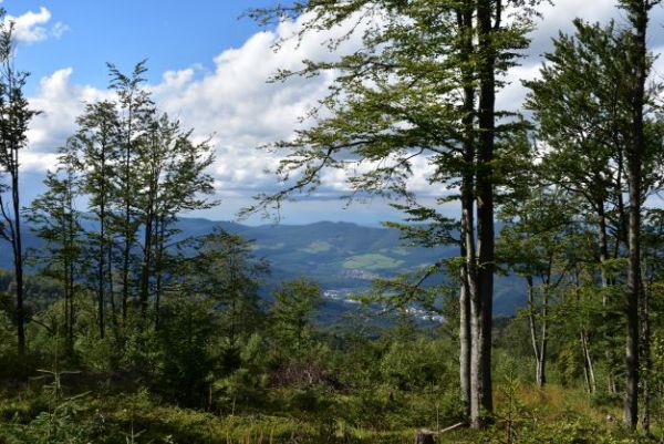 Lesy obhospodarované spoločnosťou Gelnické lesy, v pozadí mesto Gelnica 