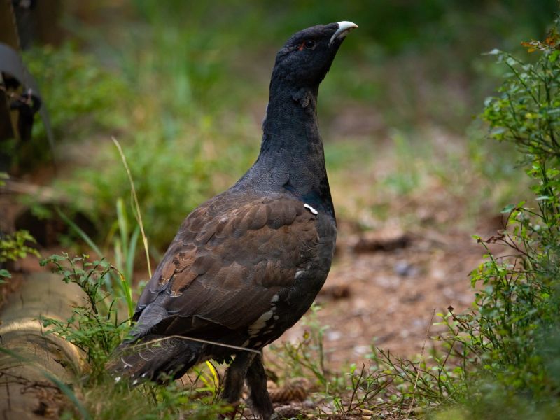 Hluch&aacute;ň h&ocirc;rny 