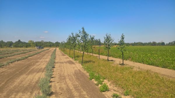 Založen&yacute; vetrolam ako s&uacute;časť agrolesn&iacute;ckych postupocv