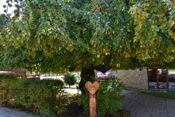 Strom zaľ&uacute;bencov v Starom Smokovci z&iacute;skal titul Strom roka v roku 2021