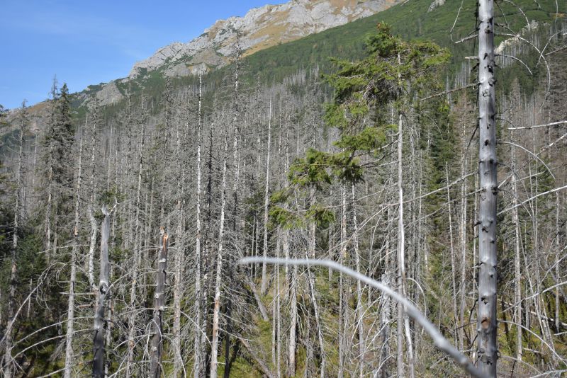 Cintorín stromov v Bielovodskej doline v TANAP-e