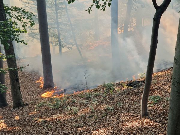Ilustračné foto: Mestské lesy Košice, a. s. 