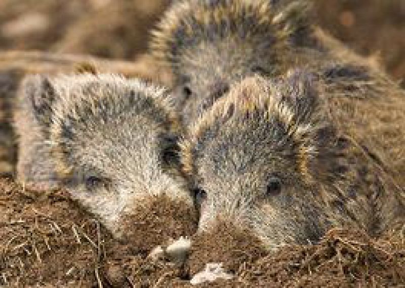 Africký mor atakuje Slovenské hranice