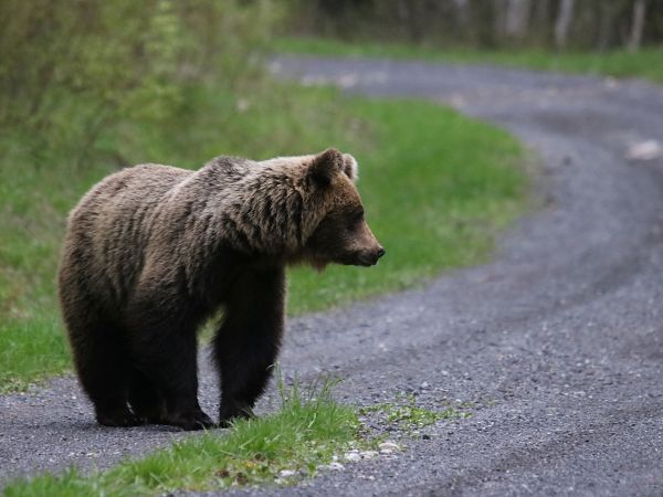 Ilustračné foto: Ing. Pavol Lenko 