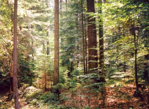 Požiadať možno o podporu na zabezpečovanie verejnoprospešných funkcií lesov