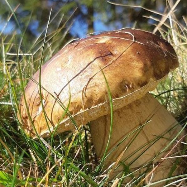 Ilustračn&eacute; foto: Ing. Mari&aacute;n Jagerč&iacute;k 