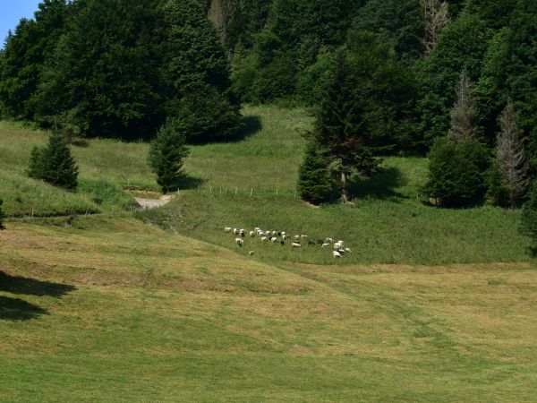 Ilustračn&eacute; foto: Jozef Marko 